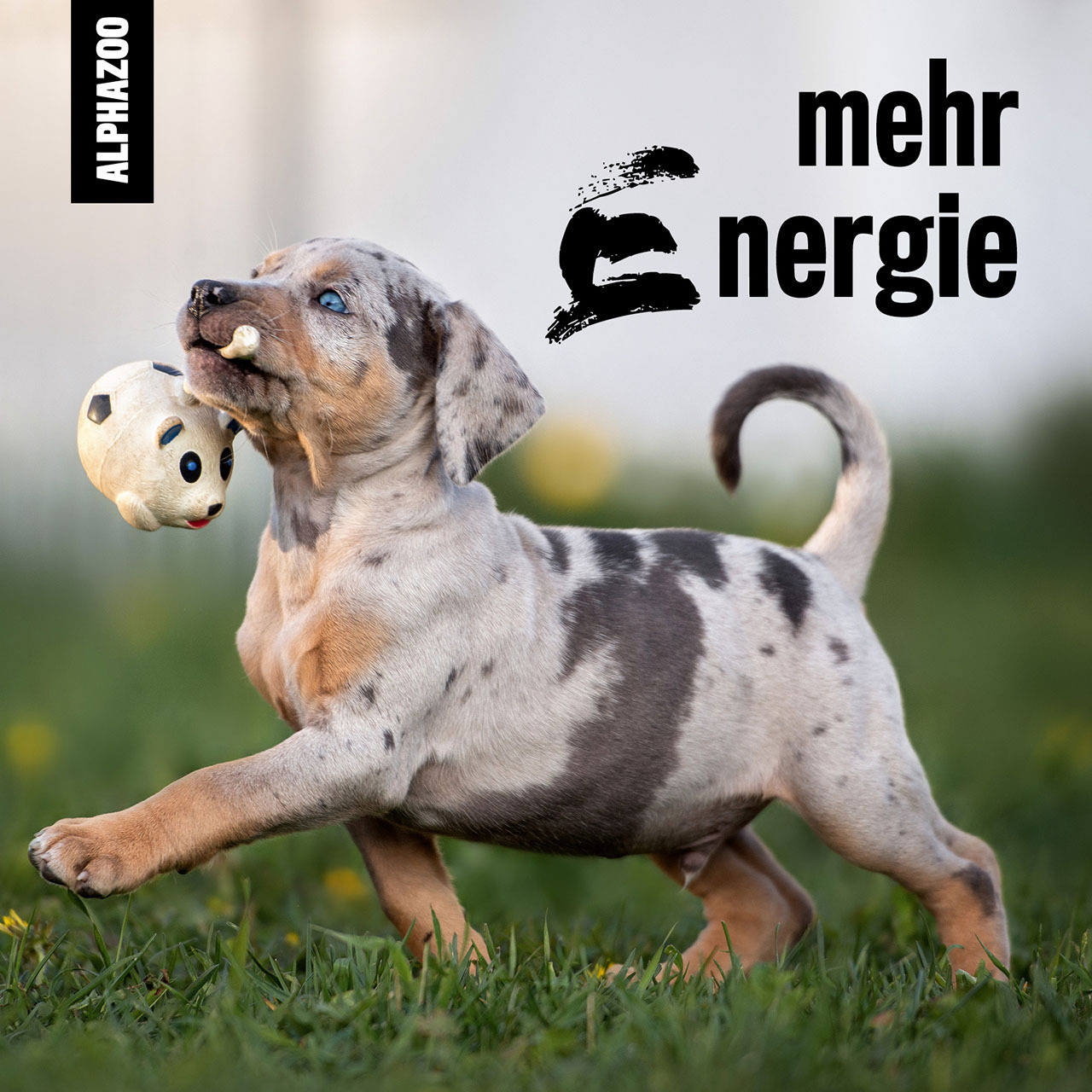 ALPHAZOO Ergänzungsfutter & Aufzucht ALPHAZOO Premium Leinöl für Hunde und Katzen