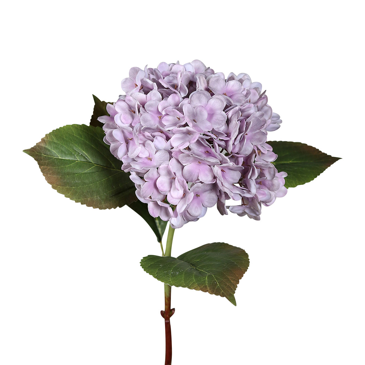 DPIHortensie 52cm