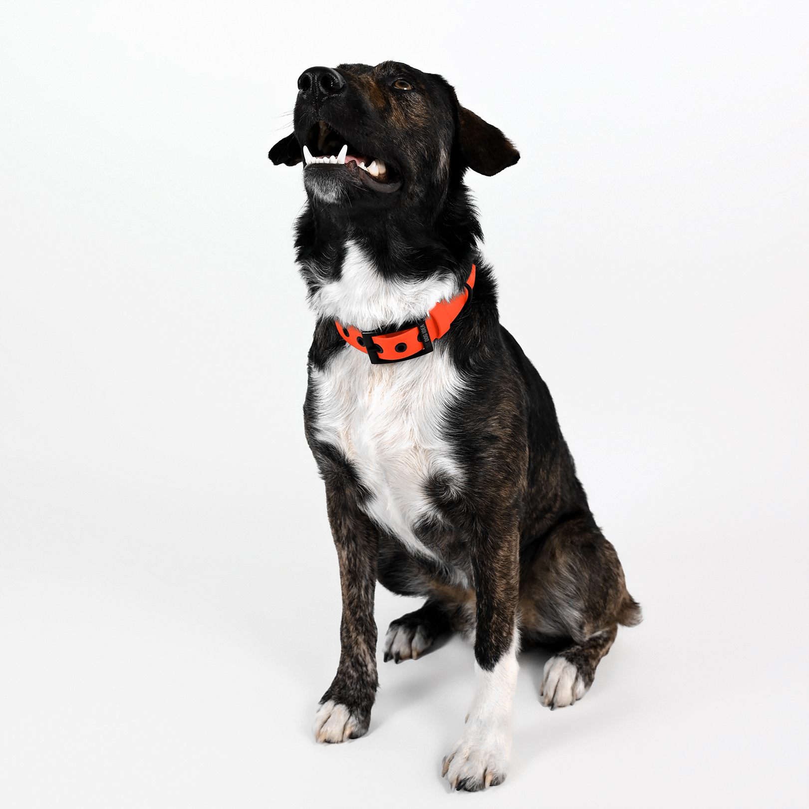 THE DOG IDEA Hundehalsbänder THE DOG IDEA Biothane Halsband Orange neon orange S