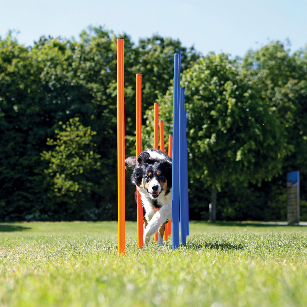 Trixie Dog Activity Agility Slalom Stangen kaufen