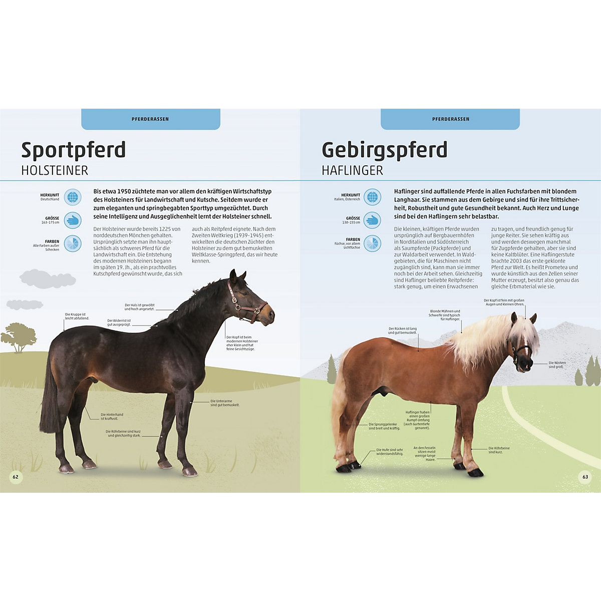 Pferde und Ponys