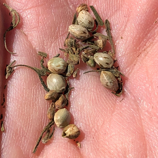 HEMP ONE VARIO - Trekkingstöcke