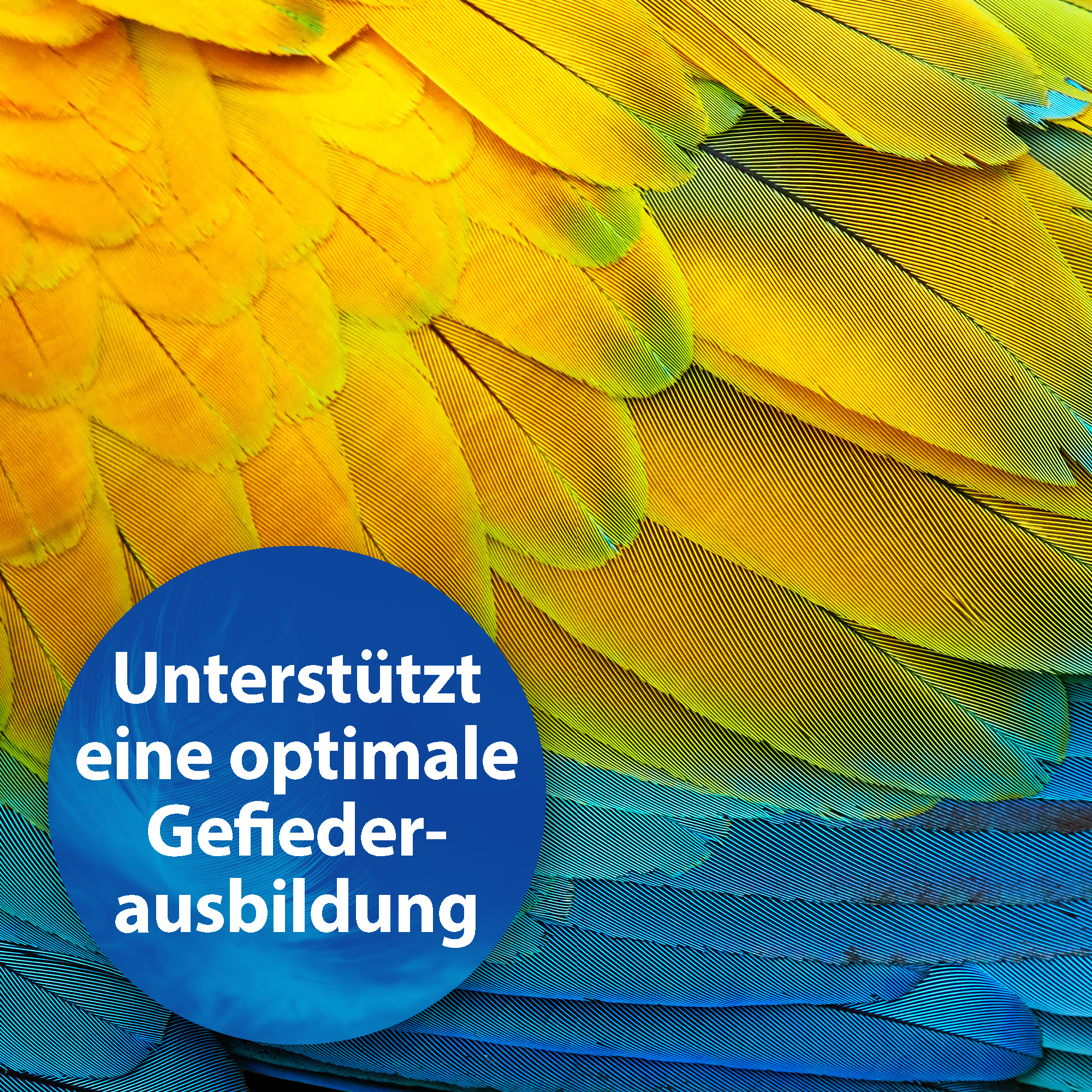 Quiko Ergänzungsfutter Quiko Biotin M 150 g: Unterstützt die Mauser von Ziervögeln