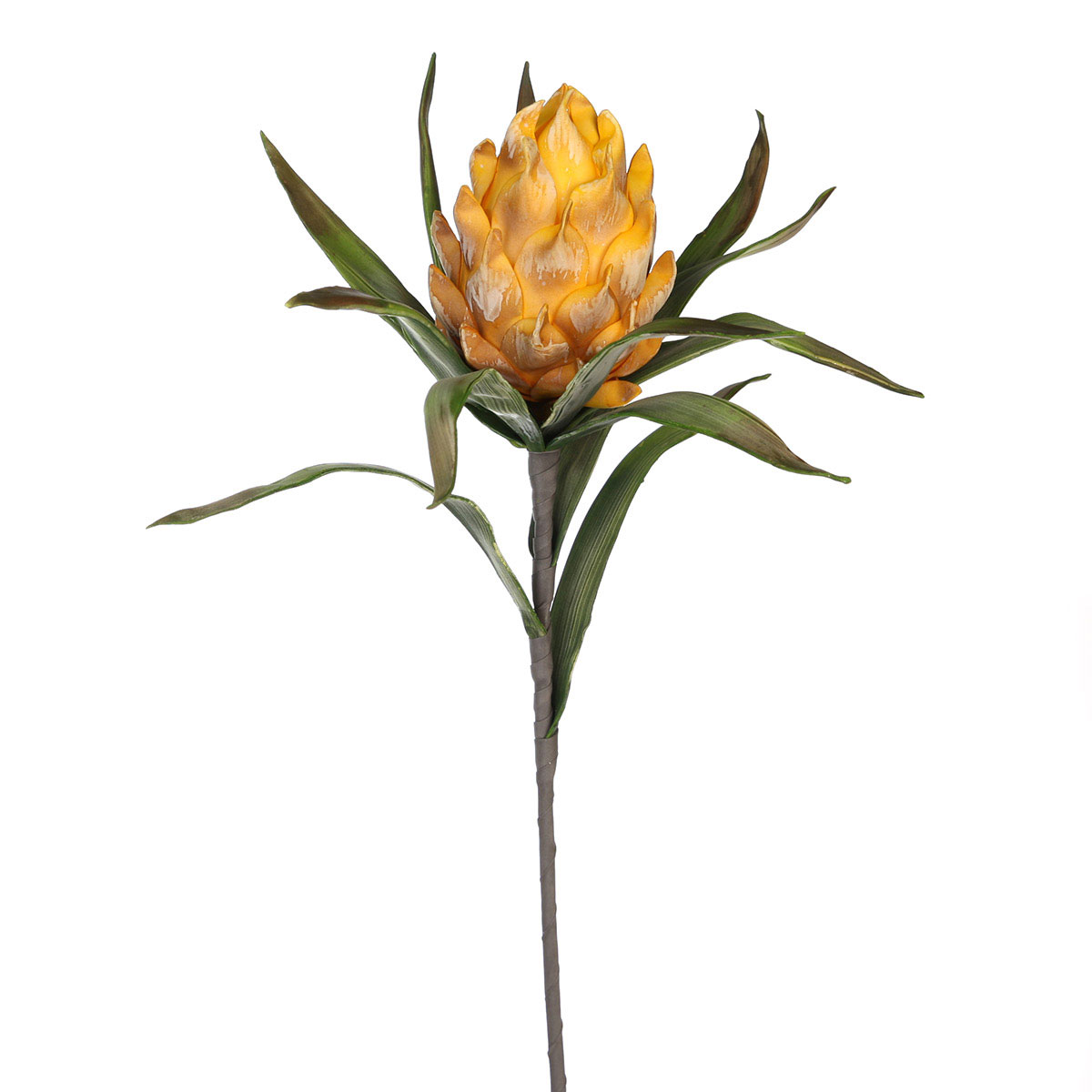 GildeSchaumblume 100cm