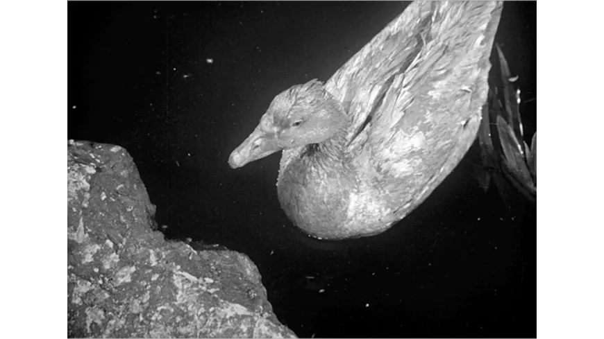 Die goldene Gans (1953) (Filmjuwelen / Schongerfilm-Märchen)