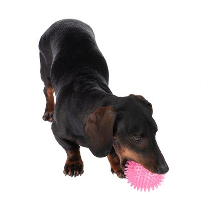 TIAKI Hundespielzeug Stacheliger Ball