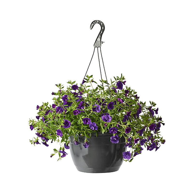 Stemor P23, ampel, Viola cornuta