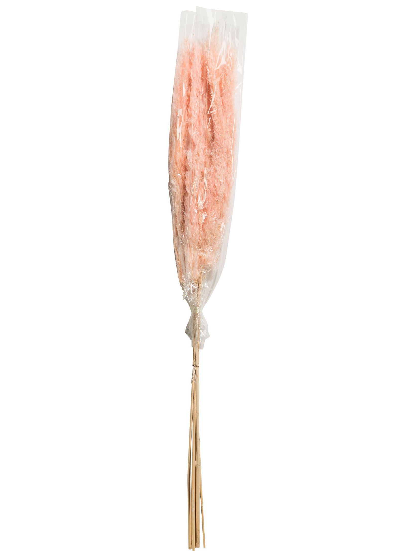 Pampasgrasbündel 6er Trockenblume, Pink