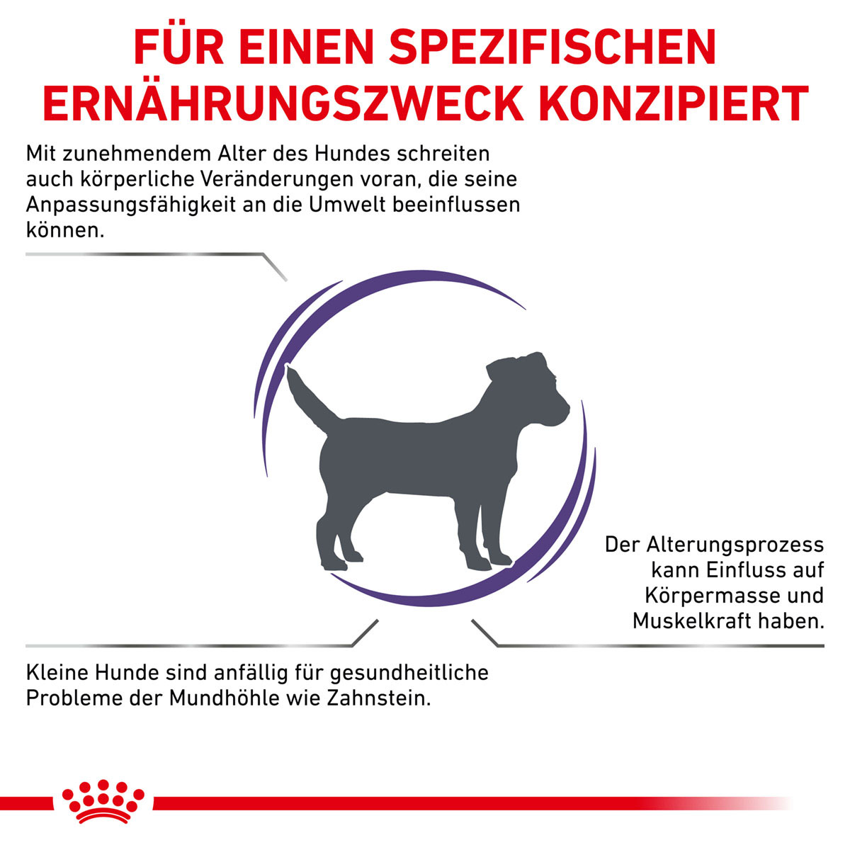 ROYAL CANIN Expert MATURE CONSULT SMALL DOGS Trockenfutter für Hunde