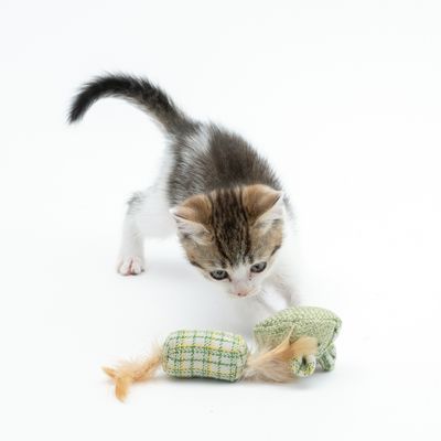 Modern Living Glasgow Katzenspielzeug-Set Mäuse mit Katzenminze