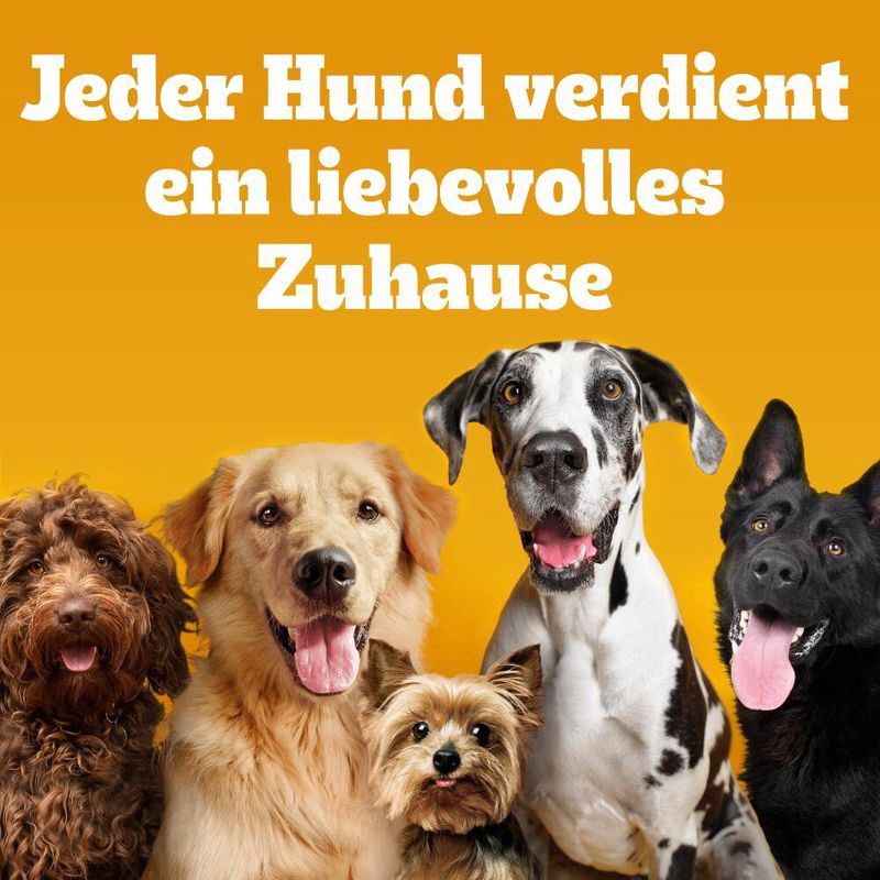 Pedigree Ranchos Gefüllte Kaurollen Maxi