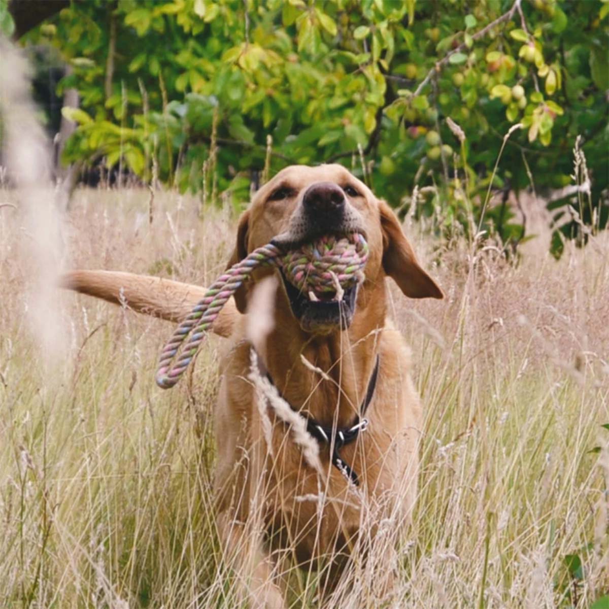 Beco Hundespielzeug Hanf Schlaufe günstig kaufen bei ZooRoyal