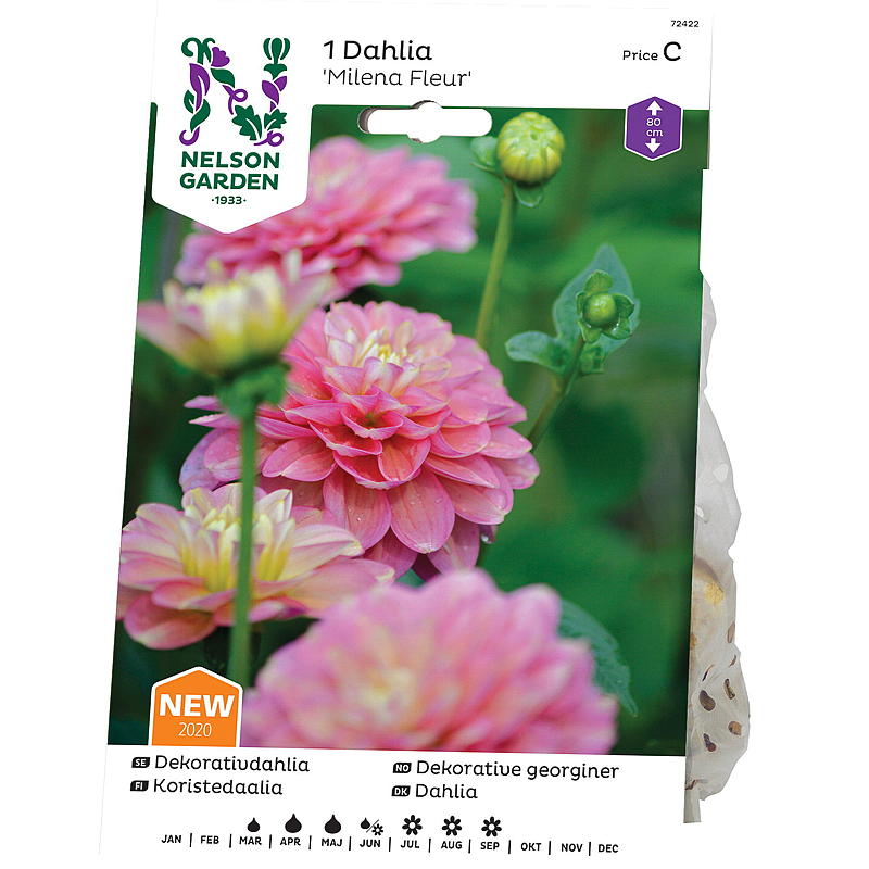 Nelson garden Dahlia Høy dek. Milena fleur, rosagul