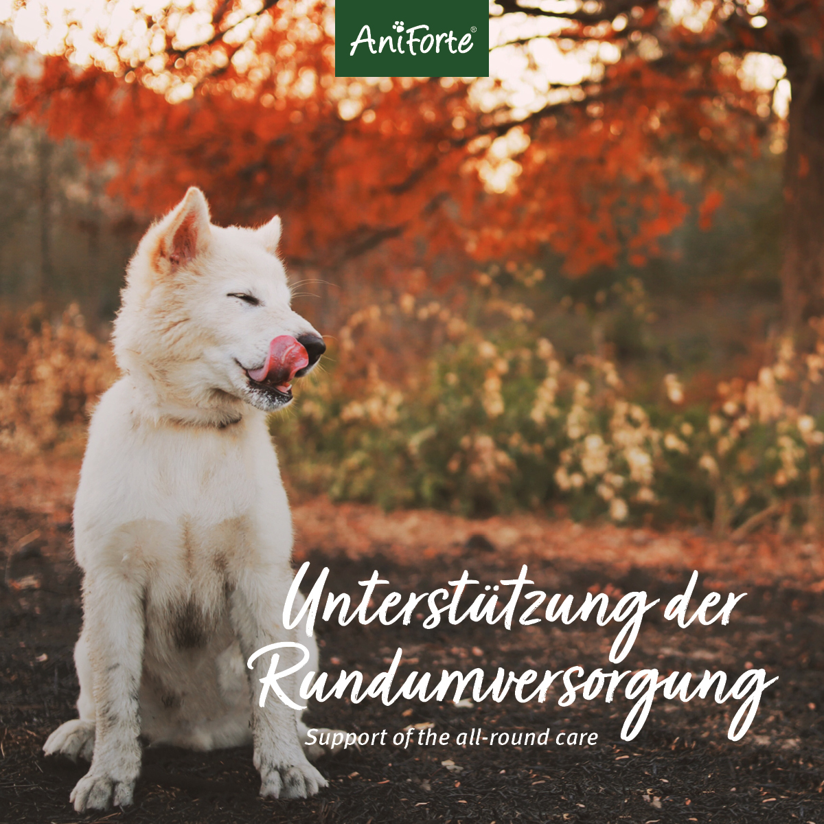 Aniforte Ergänzungsfutter & Aufzucht Aniforte 4in1 Complete Dog