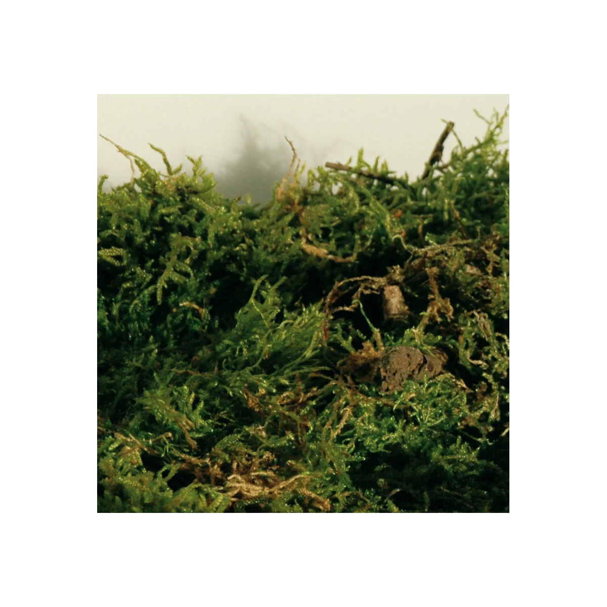 Lucky Reptile Vivarium Moss 150 g günstig kaufen