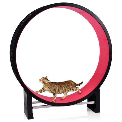 Katzenlaufrad Canadian Cat Company
