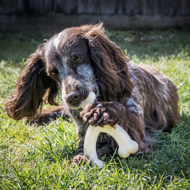 Nylabone Wishbone Kauspielzeug mit Hühnchengeschmack | bitiba %