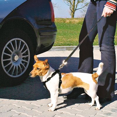 Trixie Auto-Geschirr für Hunde