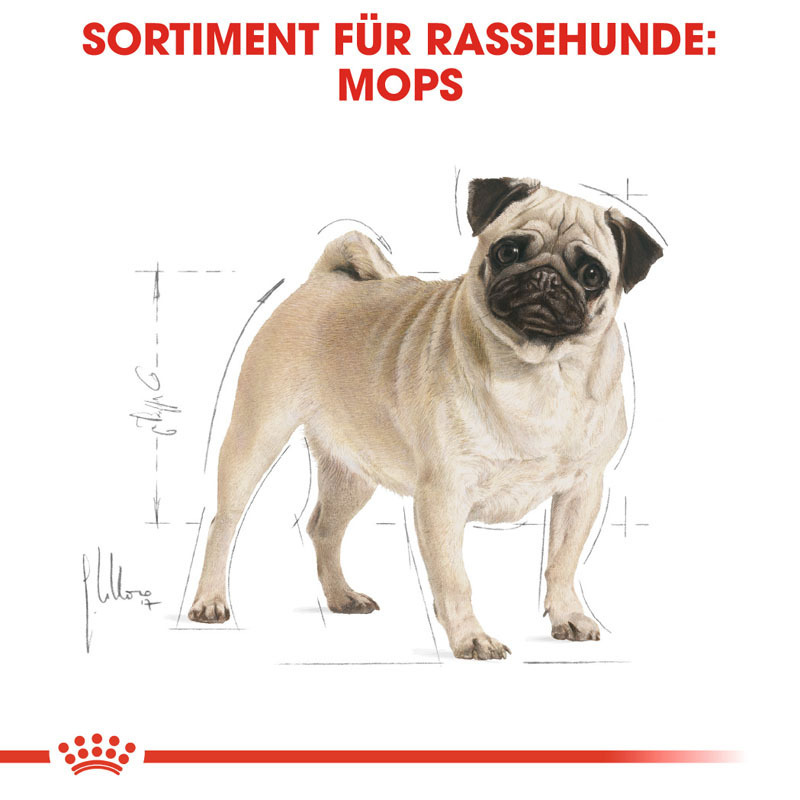 ROYAL CANIN Hundetrockenfutter ROYAL CANIN Mops Adult 3 kg