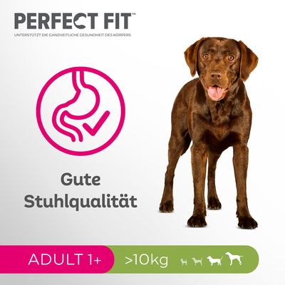 Perfect Fit Adult Hund (>10kg)