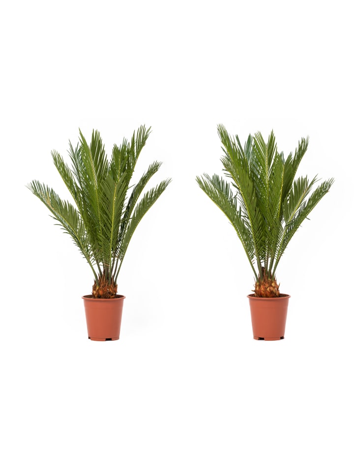 OH2 2er-Set: Japanische Cycas-Palme in Grün günstig kaufen onesize
