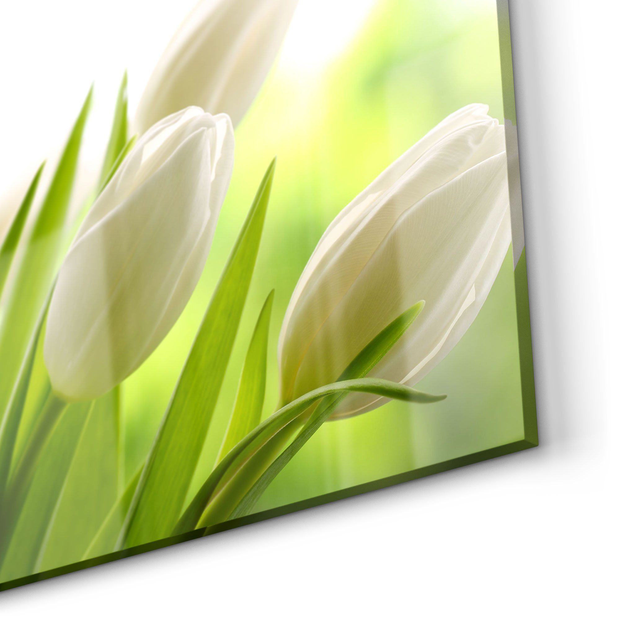 DEQORI Küchenrückwand 'Schneeweiße Tulpen', Glas Spritzschutz Badrückwand Herdblende