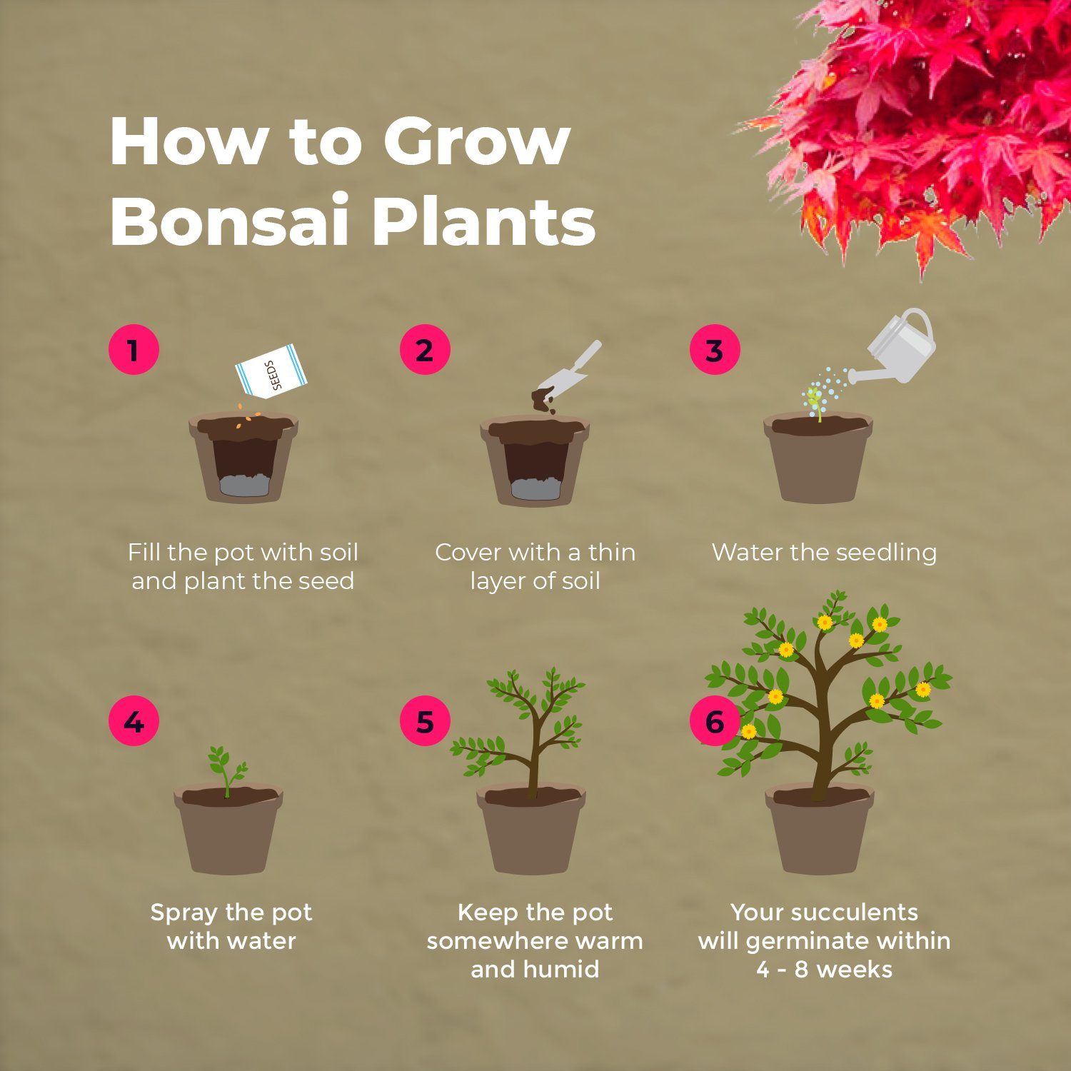 Grow Buddha Blumenerde Bonsai-aufzucht-Set - die geniale Geschenkidee - 4 Sorten, (1-St)