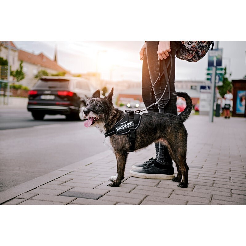 JULIUS-K9 Hundegeschirre JULIUS-K9 IDC Powergeschirr M