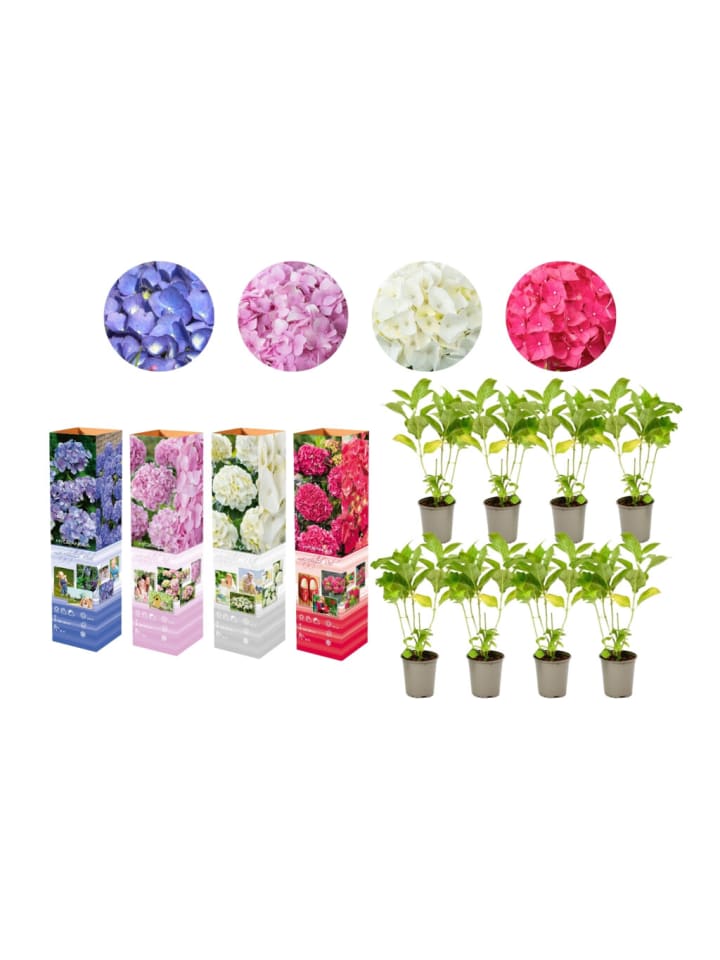 OH2 8-er: Set Hortensie (Hydrangea macrophylla) in Bunt günstig kaufen onesize