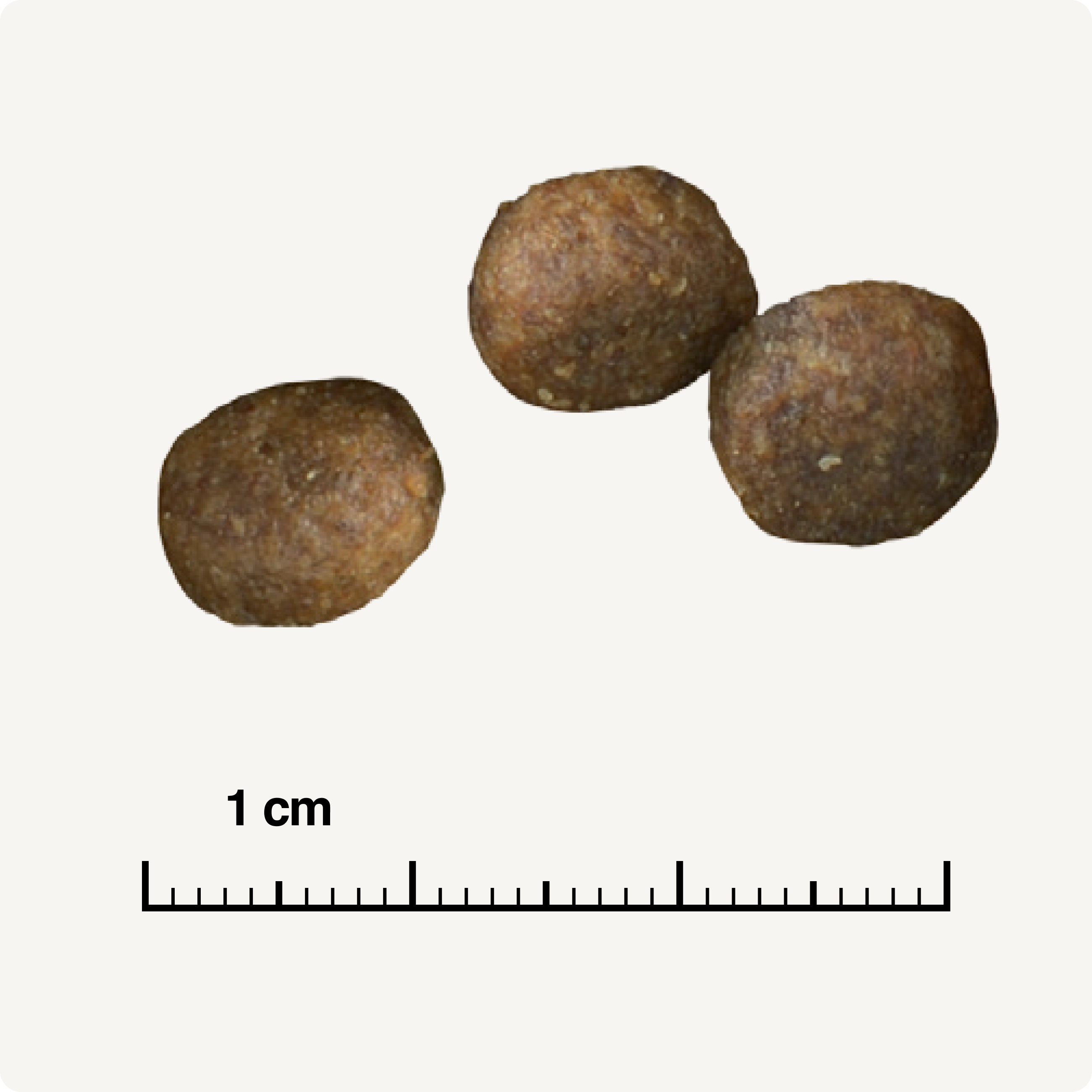 REAL NATURE Hundetrockenfutter REAL NATURE Country Selection Junior Alpine Truthahn & Alpenrind 1 kg