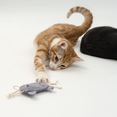 TIAKI Katzenspielzeug Set Ocean Gang mit Katzenminze