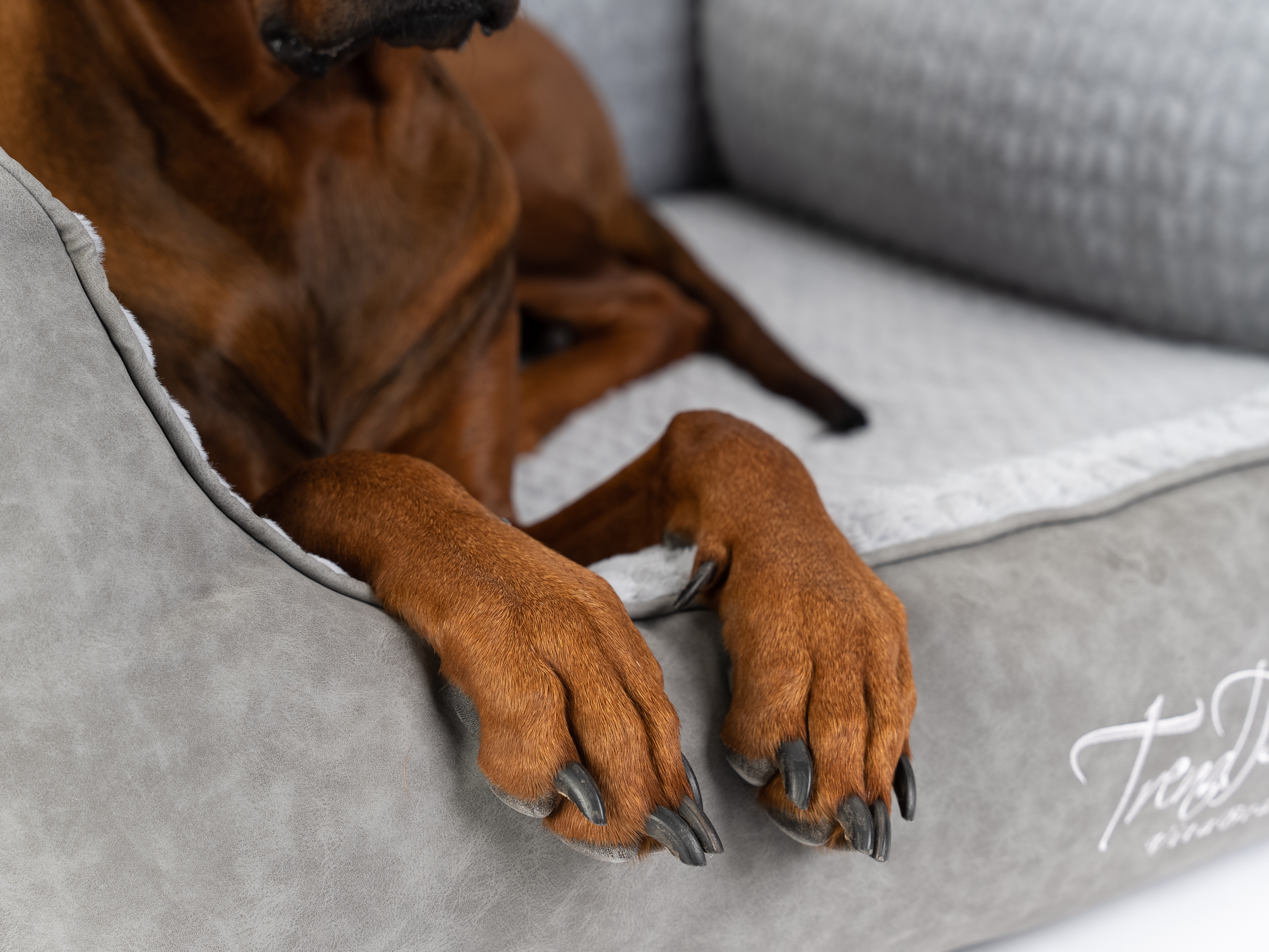 TrendPet Hundebetten TrendPet VitaBed Style orthopädisches Hundebett grau L