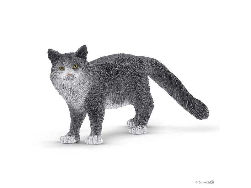 Chat Maine Coon