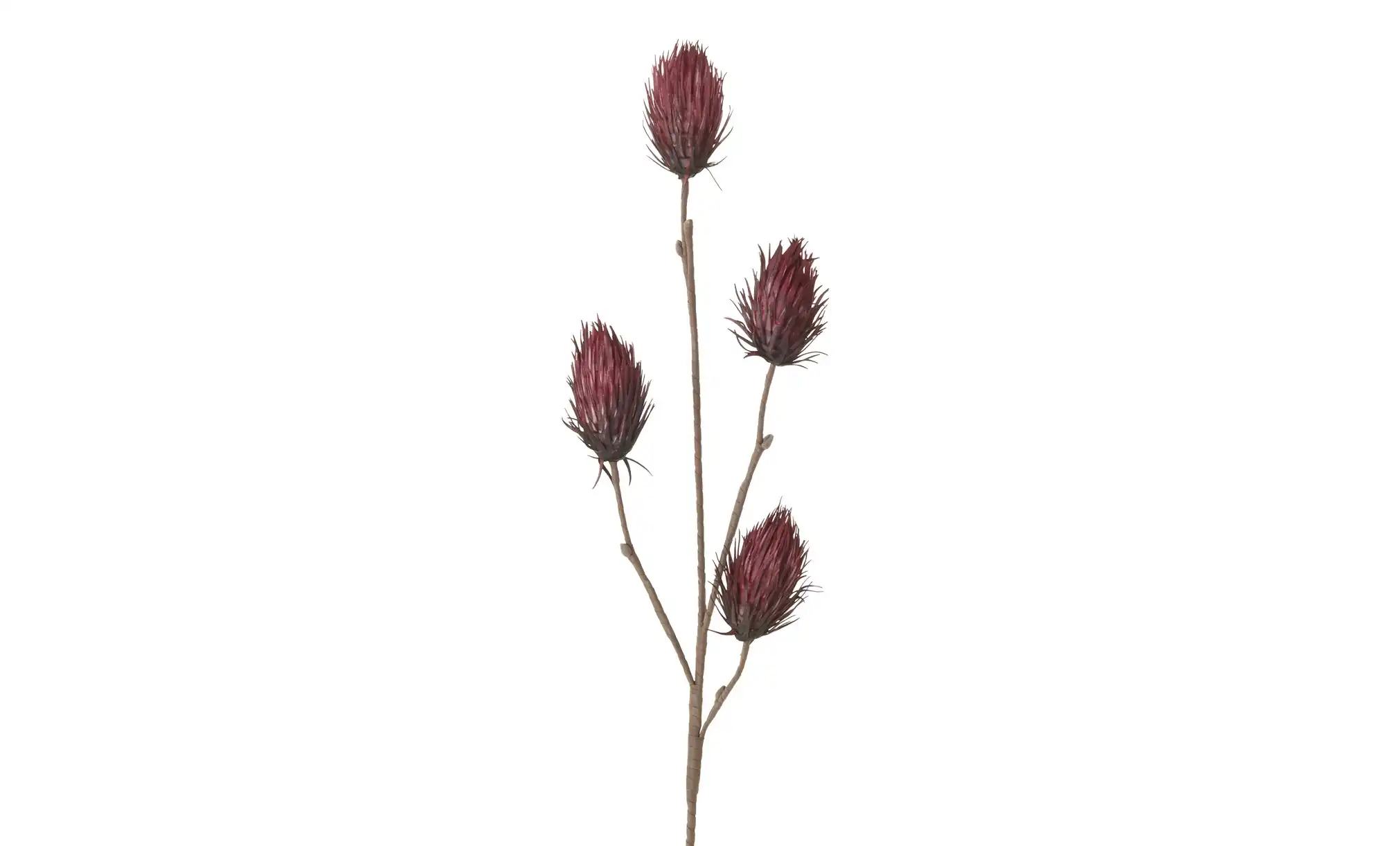 Soft Flower Distelzweig