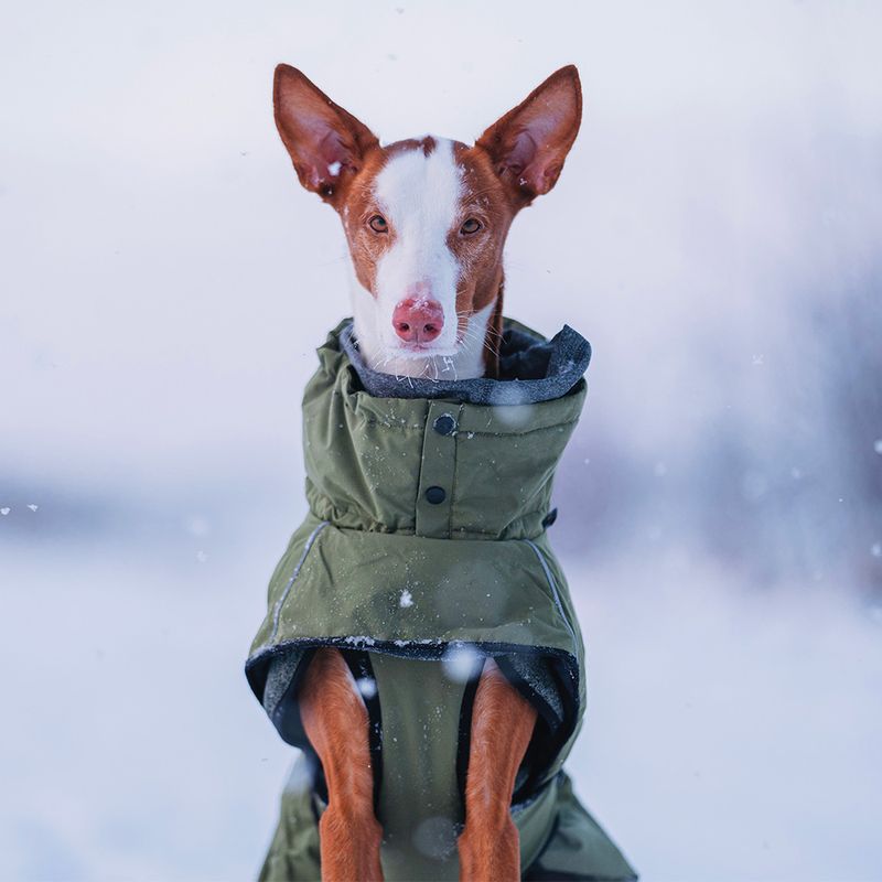 Rukka Warmup Hundemantel, oliv zu TOP-Preisen