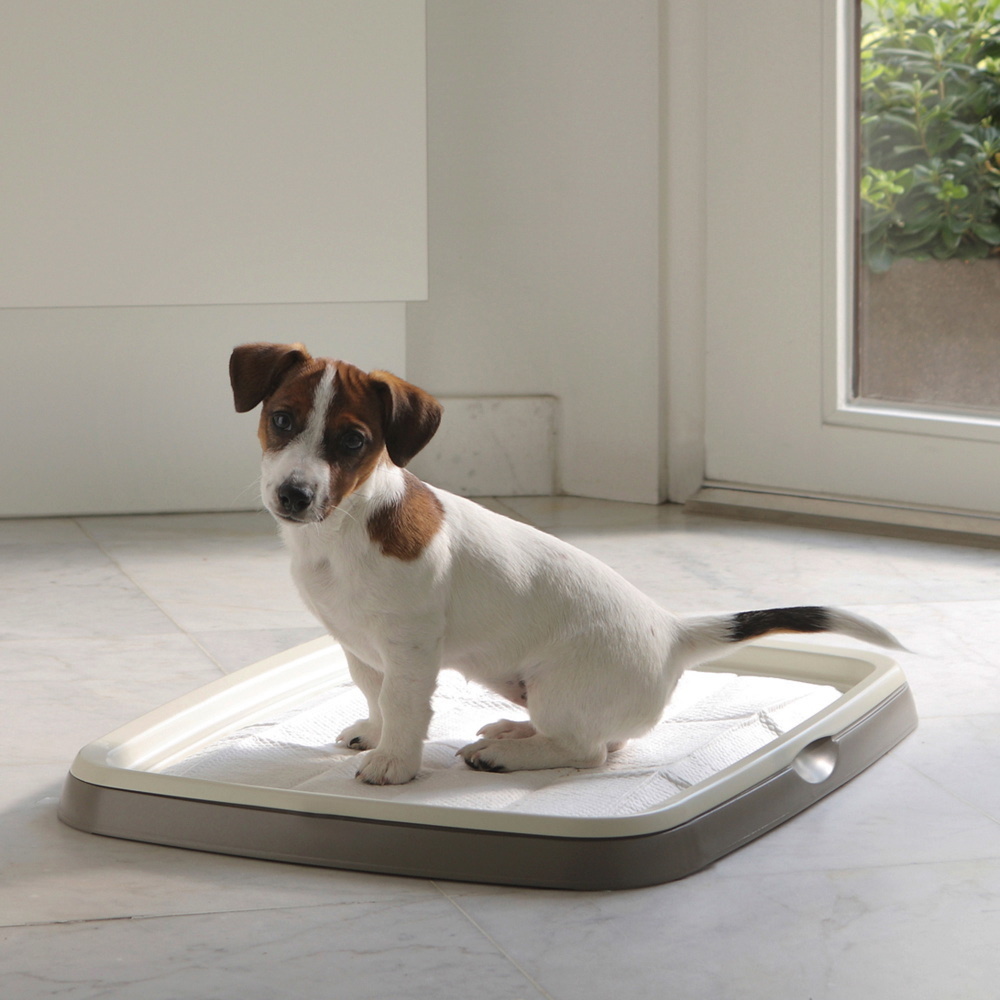 Savic Windeln & Hygiene Savic Trainingspadhalter Puppy/Senior Starter-Paket S-M