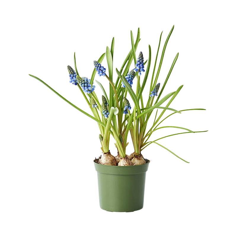 Perleblomst P12, Muscari armeniacum