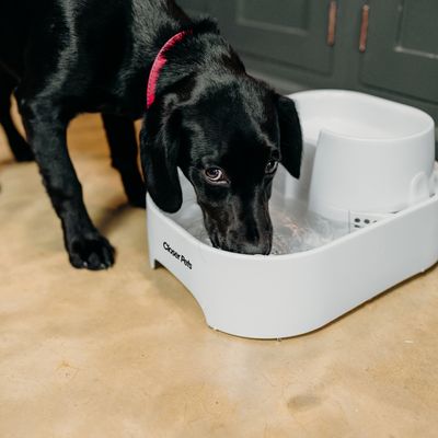 Closer Pets Trinkbrunnen, 6 Liter