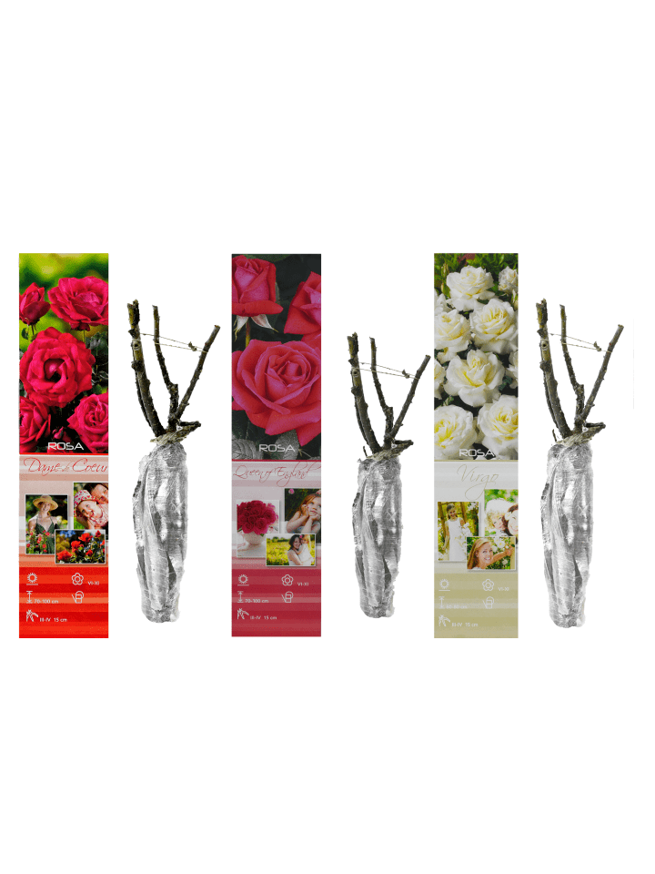 OH2 3er-Set Großblütige Rosen MIX in Bunt günstig kaufen onesize