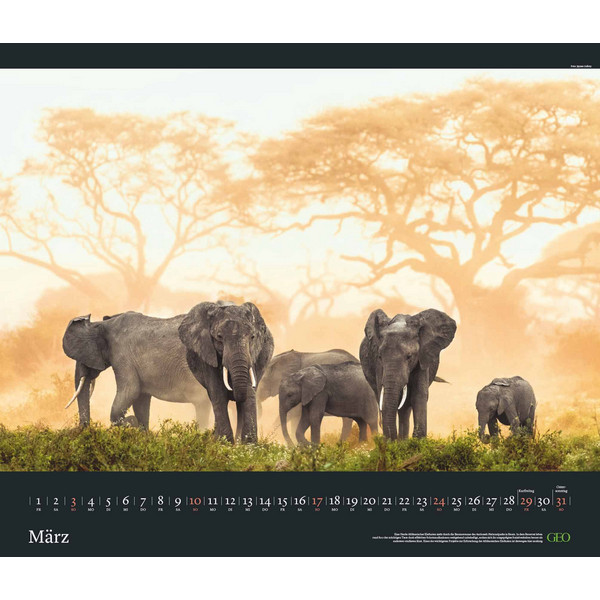 GEO EDITION: TIERWELTEN 2024 - WAND-KALENDER - TIER-KALENDER - Kalender