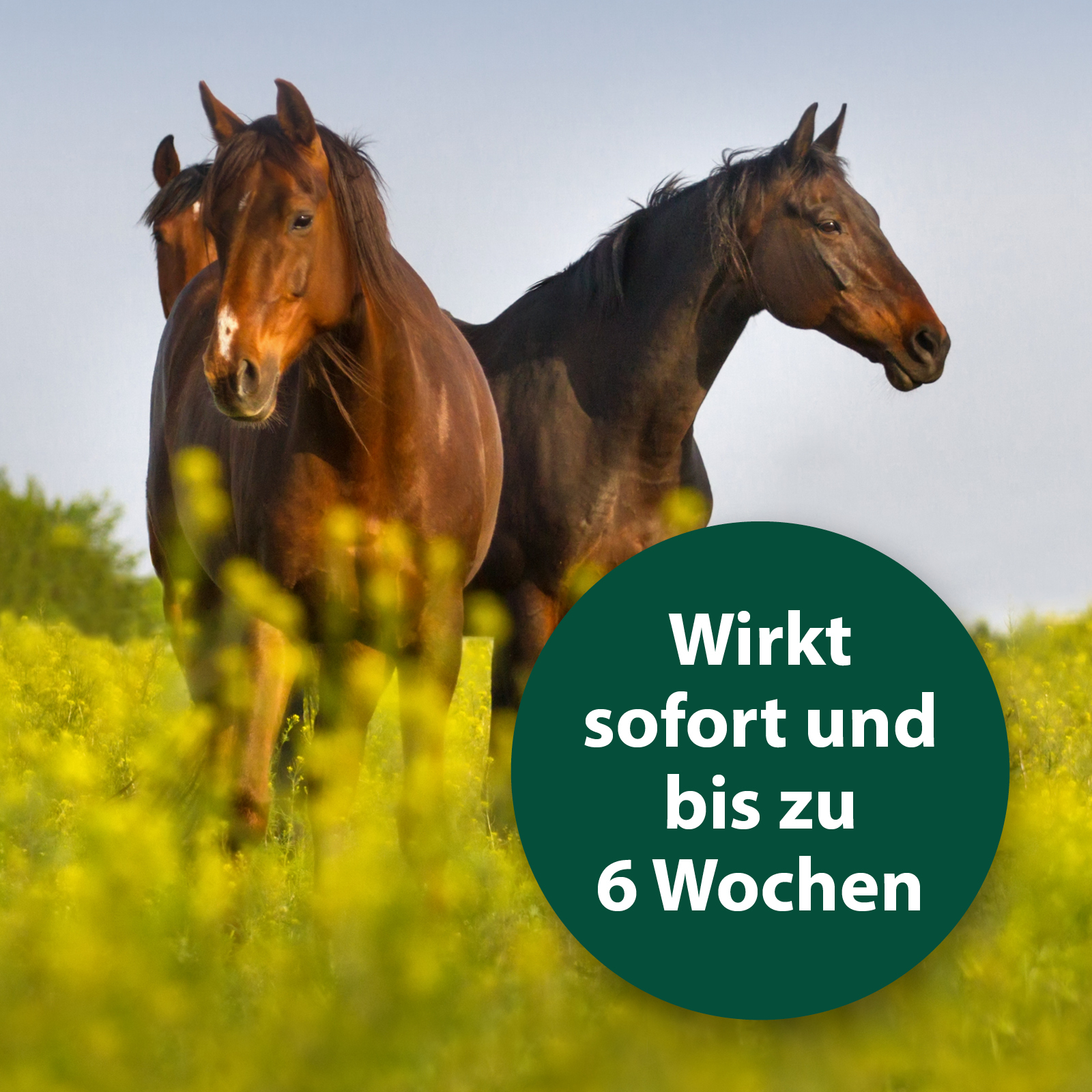Equisept Zubehör Equisept Fliegen- und Ungeziefermittel M