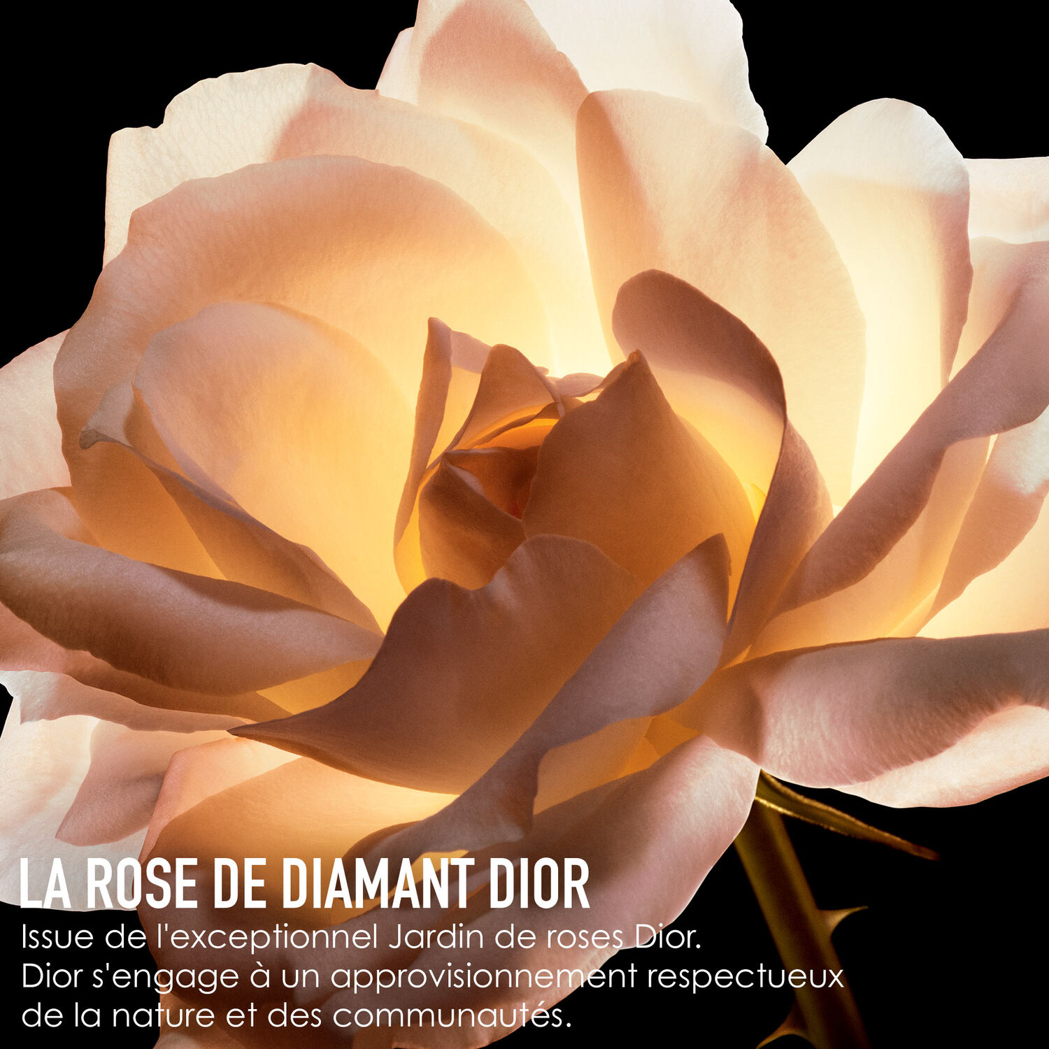 Dior Dior Prestige La Crème Texture Fine - haute réparation anti-âge
