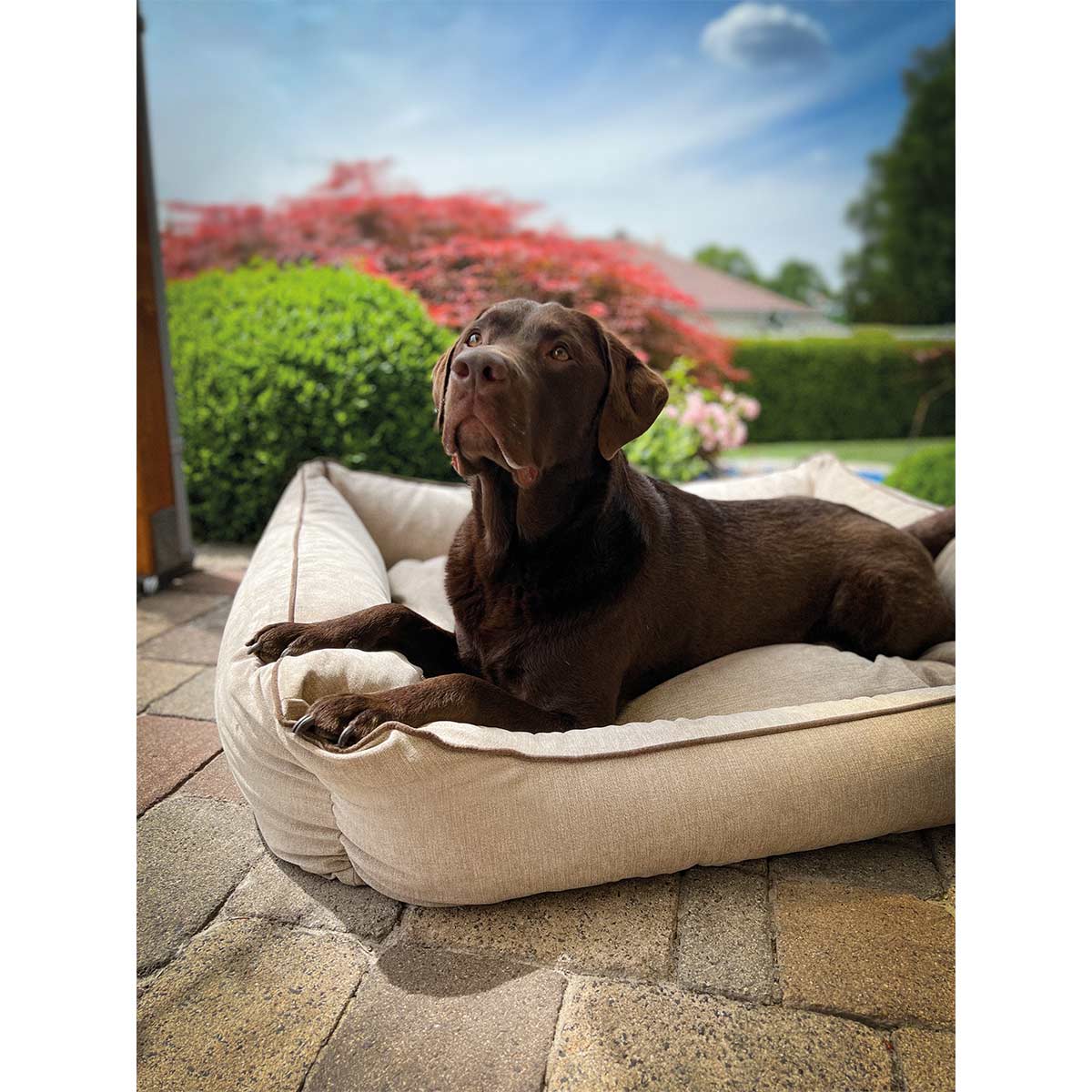 Aumüller Hundebett Sofa Ortho Line Beige kaufen bei ZooRoyal