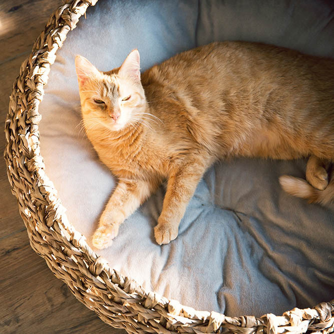 District 70 Katzenbetten & Katzensofas District 70 COCOON Natural M