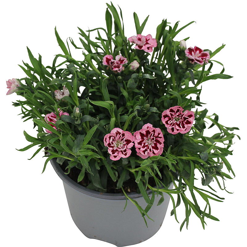 Nellik pink kisses P17 Dianthus