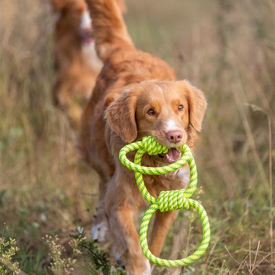 Trixie Hundespielzeug Tugger