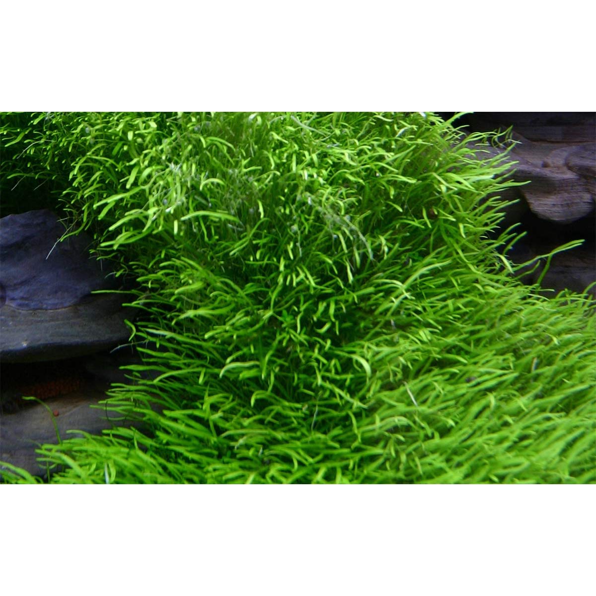 Tropica Aquariumpflanze Utricularia graminifolia
