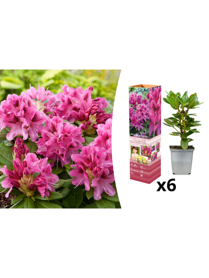 OH2 6er-Set: Rhododendron Cosmopolitan in Rosa günstig kaufen onesize