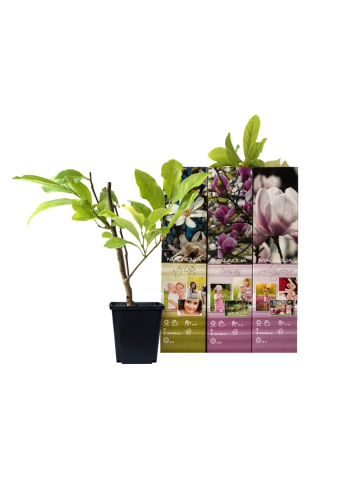 OH2 3er-Set: Magnolien in Bunt günstig kaufen onesize