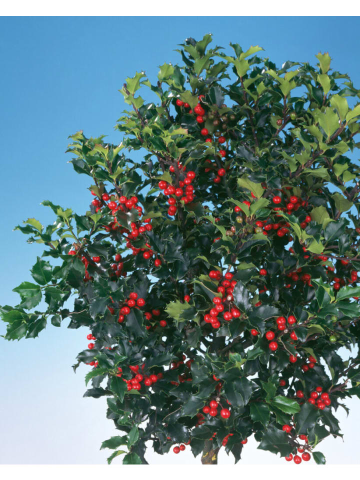 OH2 3er-Set Ilex meserveae 'Blue Maid in Grün günstig kaufen onesize